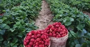 Берачки на ягоди очакват в Испания през това лято