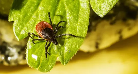 Наземните пръскания срещу кърлежи продължават в няколко квартала в Русе Наземните пръскания срещу кърлежи продължават в няколко квартала в Русе