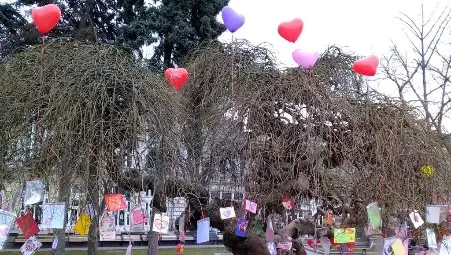 Дървото на влюбените за шеста поредна година ще разцъфне на 14 февруари