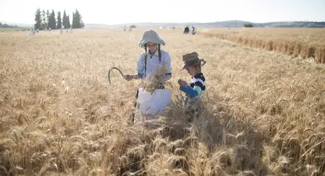 Климатичните промени ще намалят добивите на пшеница, ориз и царевица в света