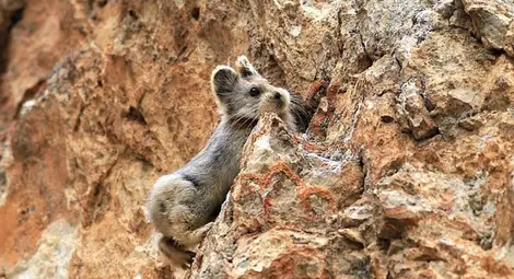 Кое животно е по-сладко от панда и по-застрашено от нея?