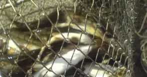 Върнаха обратно в Янтра  13 кила бракониерска риба