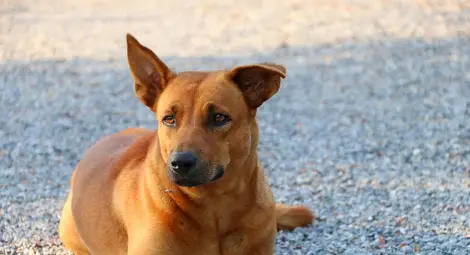 Куче се прави на бездомно, за да го хранят с бургери