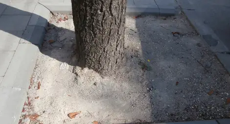 Ремонтът на тротоарите асфалтира дори и кестените по &bdquo;Борисова&ldquo;