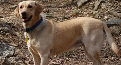 Да отровиш куче-водач! Да мразиш всички!