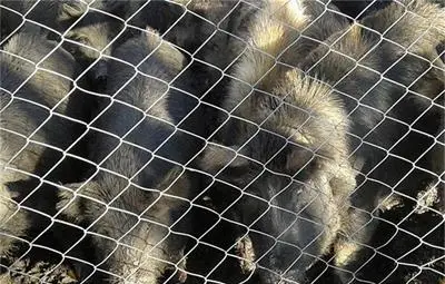 Полудиви свине превзеха ловен район във Варненско, нападат ловците и кучета им /галерия/ Полудиви свине превзеха ловен район във Варненско, нападат ловците и кучета им /галерия/