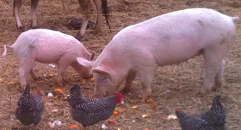 Фонд "Земеделие" дава 40 млн. лева за хуманно отношение към свине и птици