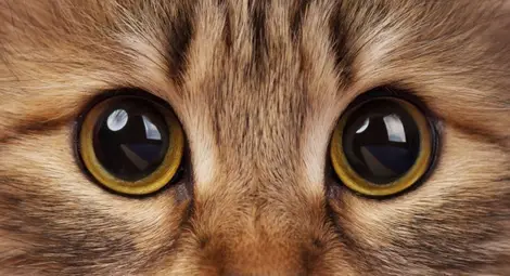 Най-старата котка в света е на 26 години