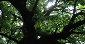 Екоминистерството обяви за защитени 18 дървета на възраст от 120 до 300 г. в землището на Русе