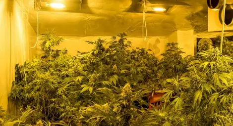 Наркотици, оръжие и оранжерия за марихуана открити в апартамент Наркотици, оръжие и оранжерия за марихуана открити в апартамент