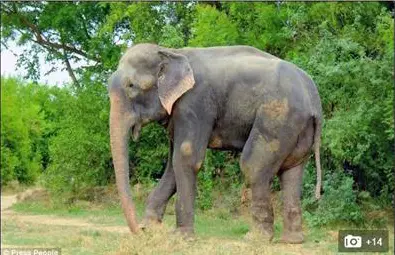 Слон, окован половин век във вериги, се разплаква, когато го освобождават /галерия/