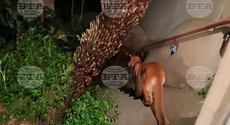 Снимка: БТА Снимка: БТА