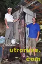 Рибари извадиха 2.6-метров сом под хижа &bdquo;Приста&ldquo;