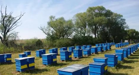 Обясняват на пчелари как да зазимяват кошерите Обясняват на пчелари как да зазимяват кошерите