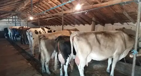 Субсидиите не стимулират фермерите  да инвестират в продуктивни крави