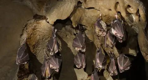 Музеят разказва за прилепите от митовете и легендите до науката