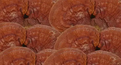 Откриха гигантска "гъба на безсмъртието" в Китай