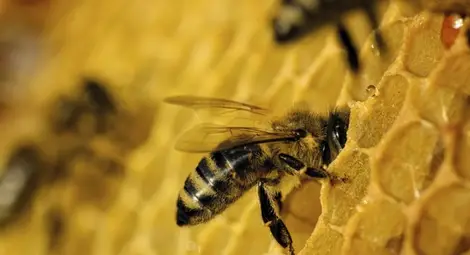 Пет прости начина за спасяване на пчелите