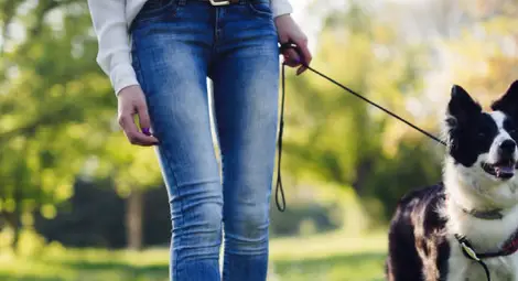 Община Русе с анкета за нови паркове за кучета