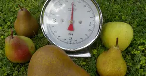 Ябълка ражда круши в адвокатска градина