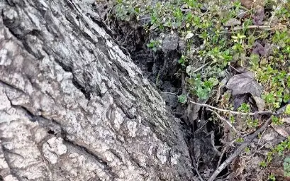 Граждански сигнал: Опасен орех дебне пешеходци, автомобили и тролеи на бул. "Цар Освободител" в Русе, трагедия ли чакаме?