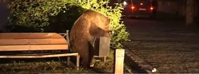 Мечки нападат градове в Румъния (Видео) Мечки нападат градове в Румъния (Видео)