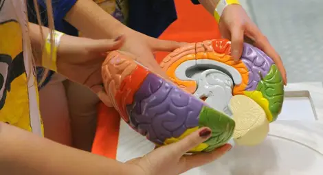 Мозъкът и паметта работят по-добре при приятелски отношения Мозъкът и паметта работят по-добре при приятелски отношения