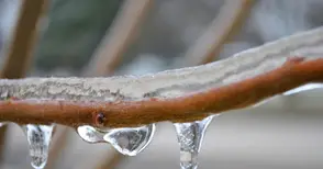 Овошките оцеляват на  косъм от внезапния студ