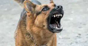 Собственик на куче ще плати 1000  лева обезщетение на нахапано дете