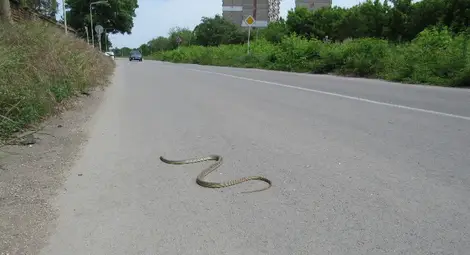 Змии изпълзяха от избуялите след дъждовете джунгли между блоковете
