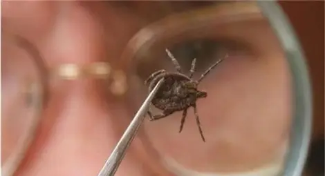 Ухапана от кърлеж умря от марсилска треска