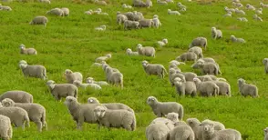 Пускат под наем 1500 декара  държавни пасища и ливади