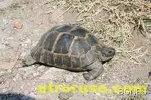 Чехи възприели костенурка за извънземно 