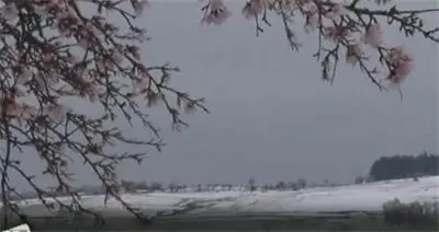 Цъфнаха плодните дръвчета