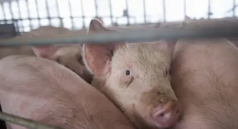 Започва изплащането на помощта от 300 лв. заради чумата по свинете