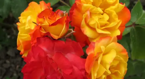 Хиляди рози отрупват градините в Албена