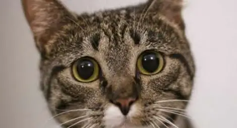 Домашните котки могат да бъдат смъртоносно опасни