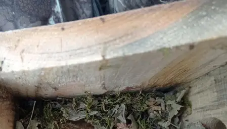 Проверена е заселеността на &nbsp;къщичките за сънливци във Ветовско&nbsp;