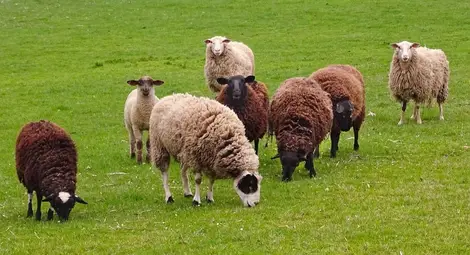 Животновъди вземат под наем  1310 декара държавни пасища