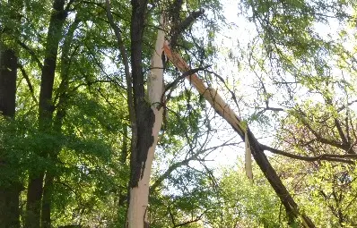 Светкавица прекърши дърво в русенския Парк на младежта /галерия/