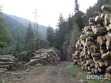 "Законна сеч" в природен парк Рилски манастир