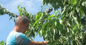 Русенските овощари издействаха за бранша трудови договори за един ден