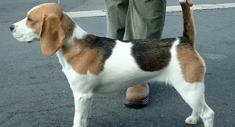 Три години затвор и 5 бона глоба за изверг, пребил кученце