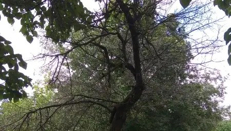 Експерти разписаха концепция за обновяване на зелената система на Русе Експерти разписаха концепция за обновяване на зелената система на Русе