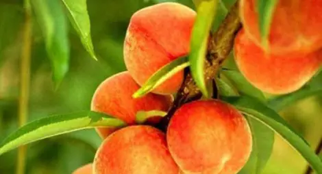 Още година компенсации заради руското ембарго