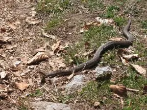 Змии плъзнаха из Русе след обилните дъждове