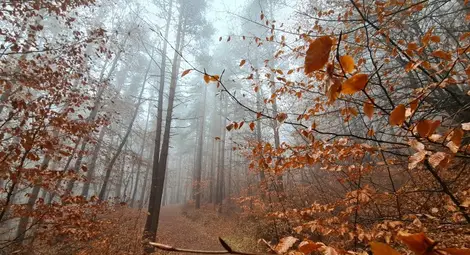 Времето утре: Остава топло за сезона, температури до 15&deg;С