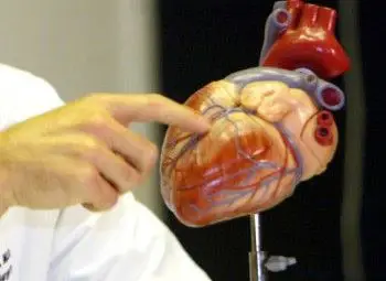 Учени с феноменално откритие на сърце, което се лекува само Учени с феноменално откритие на сърце, което се лекува само