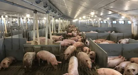 Изкупните цени на свинското с 25% под миналогодишните Изкупните цени на свинското с 25% под миналогодишните