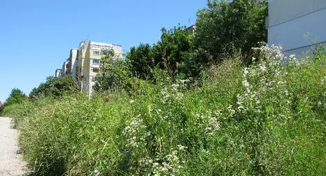 „Забравени“ джунгли бодат очите в кварталите „Забравени“ джунгли бодат очите в кварталите